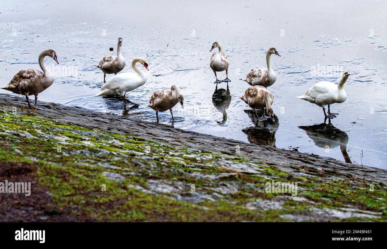 Dundee clatto country park hires stock photography and images Alamy